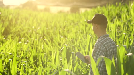 Agricultor-Que-Utiliza-Una-Tableta-Digital-Cultivando-Una-Plantación-De-Maíz-En-El-Fondo.-Aplicación-De-Tecnología-Moderna-En-El-Concepto-De-Actividad-Agrícola-Creciente.